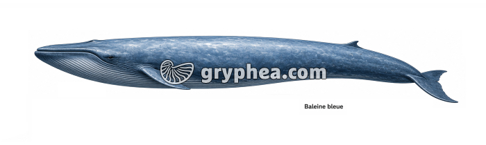 Baleine bleue ou Rorqual bleu (Balaenoptera musculus) - gryphea.org